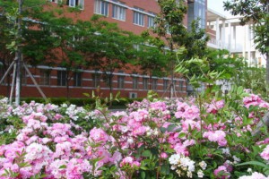 2023年南京外国语学校仙林分校燕子矶校区招生简章及收费标准