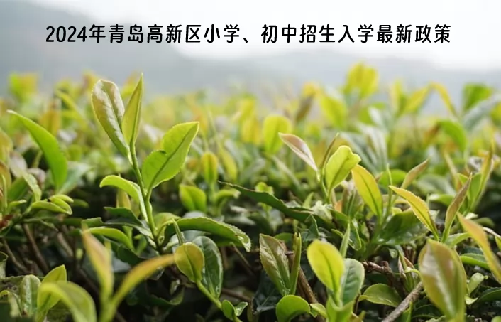 2024年青岛高新区小学、初中招生入学最新政策.jpg