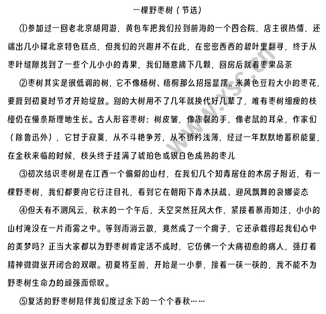 《一棵野枣树》选文.webp
