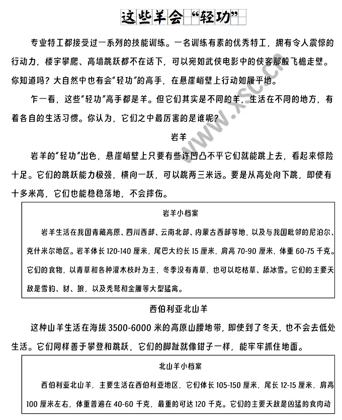 这些羊会“轻功” (1).webp