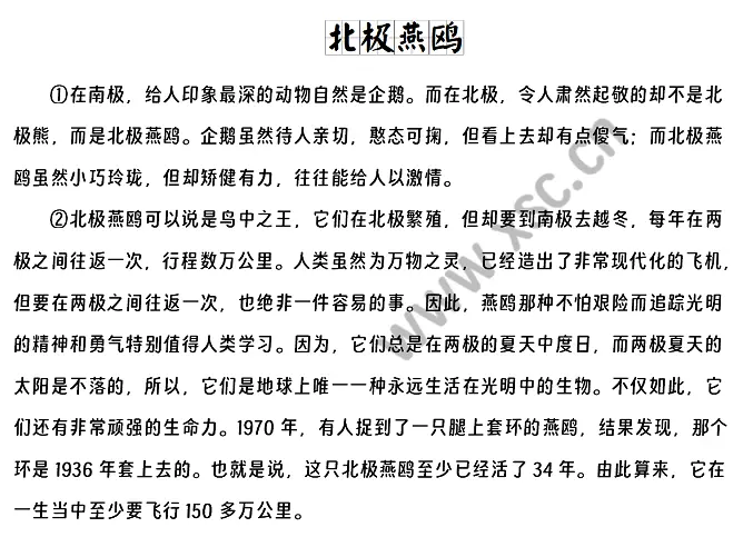 北极燕鸥 (1).webp