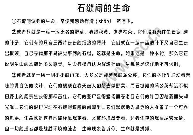 石缝间的生命