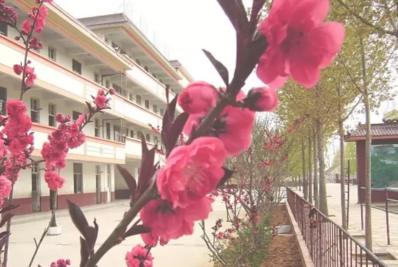平邑县蒙阳新星学校收费标准(学费)及学校简介