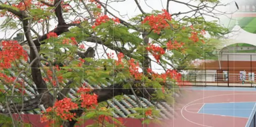 大岭山嘉晖学校