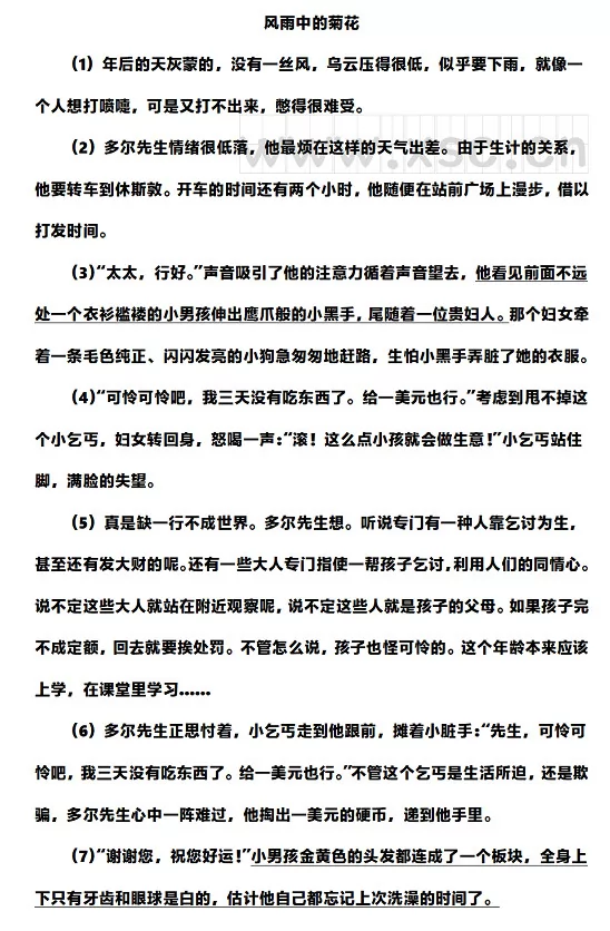 风雨中的菊花1