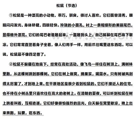 《松鼠》