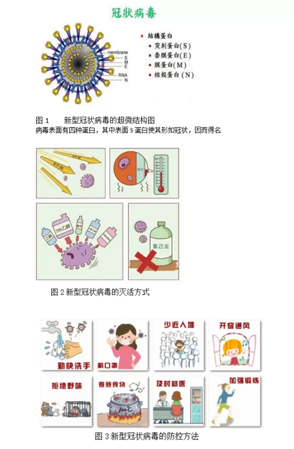 新型冠状病毒
