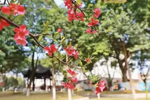 2025年绵阳实验高级中学招生简章(艺体特长生)